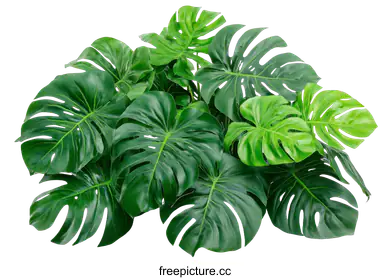 monstera
