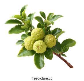 lime fruit