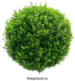 shrub