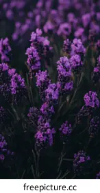 purple flowers