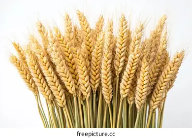 golden wheat