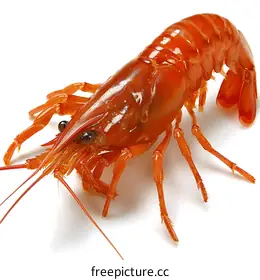 lobster