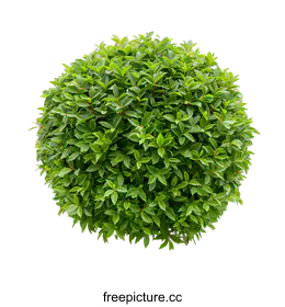 shrub