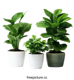 houseplants