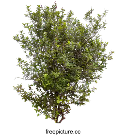 shrub
