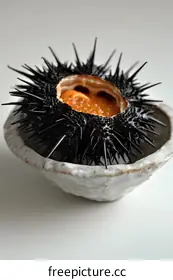 urchin