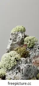 lichen