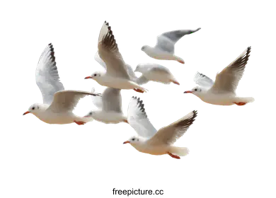 seagulls