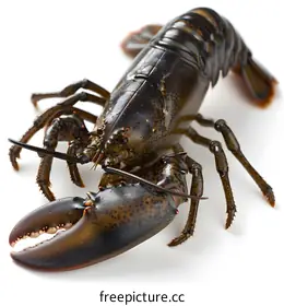 lobster