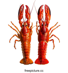 lobster