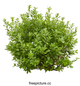 shrub
