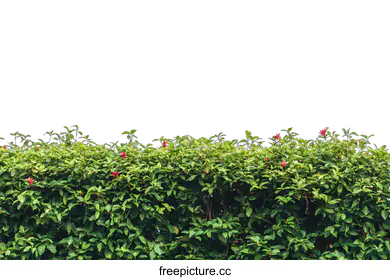 hedge