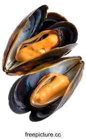 mussel