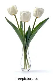 tulip