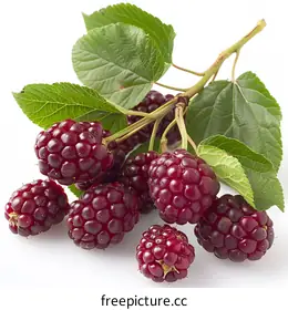 blackberries