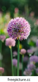 allium