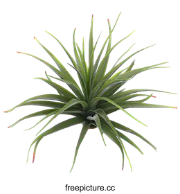 bromeliad