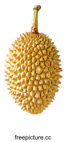 durian