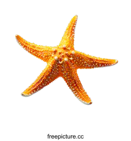 starfish