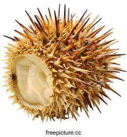 sea urchin