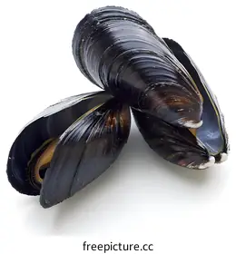 mussel