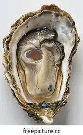 oyster