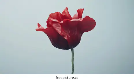poppy flower