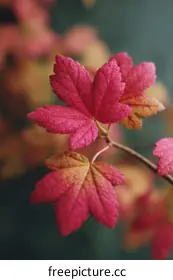 pink leaves