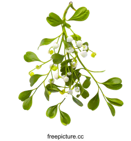 mistletoe