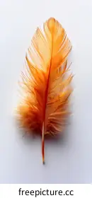 feather