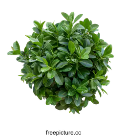 shrub