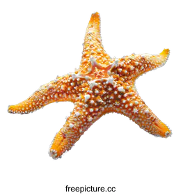 starfish
