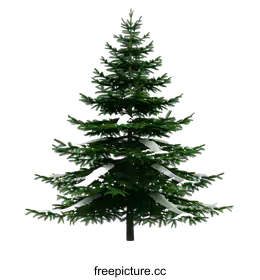 conifer