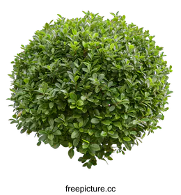shrub