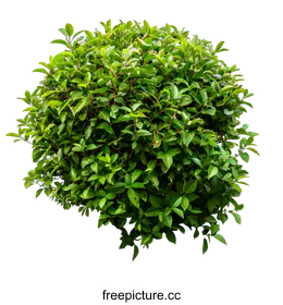 shrub