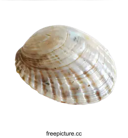 conch