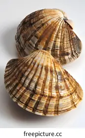 bivalve