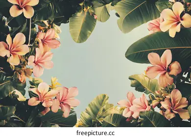 tropical background