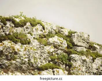 lichen