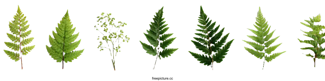 fern