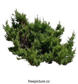 conifer