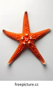 echinoderm
