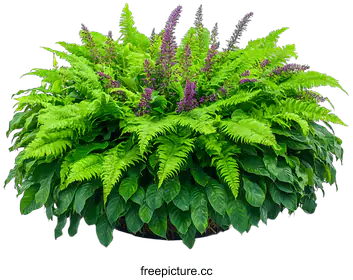 fern