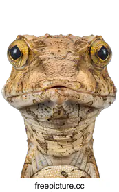 lizard