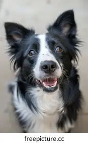 border collie