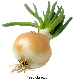 onion
