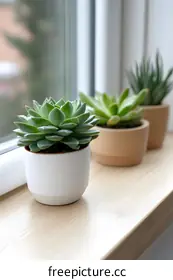 succulents
