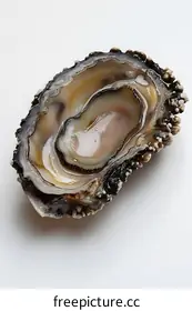 oyster