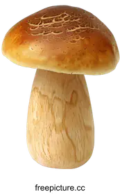 fungus