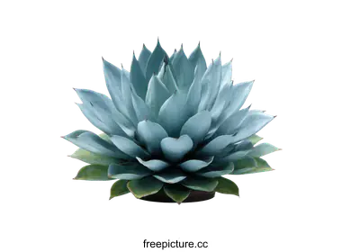 agave